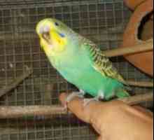 Как да свикнем с вълнообразен папагал на ръцете си? Практически съвети