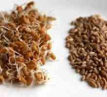 Как да размножавате пшеницата за храна лесно?