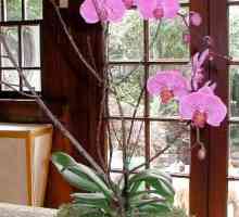 Как да подредим орхидеите по пътя на разделянето, изрезките и използването на "децата"
