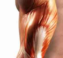 Как нарастват мускулите сред обучени хора?