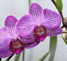 Как орхидеите се умножават у дома?