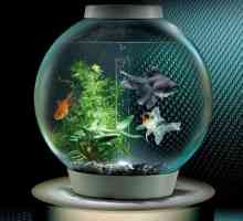 Как се размножават рибите в аквариума - очарователният подводен свят в нашата къща