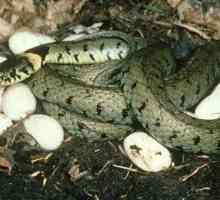 Как да се роди на змиите техните потомци? Дали всички видове носят яйца?