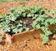 Как да засадим дини - съвети за добра реколта