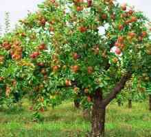 Как да засаждаме ябълкови дървета и да избираме правилния разсад
