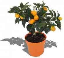 Как да засаждате, как да разпространявате, как да се грижите: Citrus Fortunella - радост във вашия…
