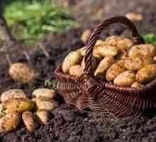 Как да засадите картофи, за да събирате щедра реколта