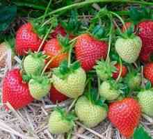 Как да засаждаме ягоди през есента: подготовка на почвата, технология за засаждане и подслон за…