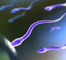 Как да преминем спермата? Обща информация