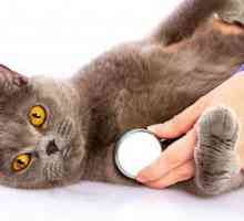 Как да направите котка инжекция в холката: стъпка по стъпка инструкции и препоръки