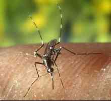 Как да направите капан за комарите собствени ръце