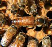 Как да си направим пчелна опашка: съвети за начинаещия пчелар