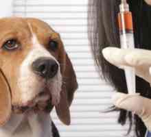 Как да направите правилното мускулно инжектиране на куче?