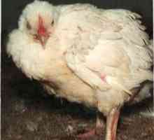Как да направим успешно размножаването на домашни пилета у дома?