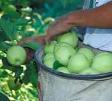 Как да запазим ябълките за зимата пресни: доказани и надеждни начини