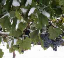 Как да запазим лозата в студа: подслон на грозде за зимата