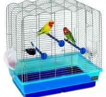 Как да се грижим за домашен папагал?