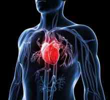 Как да укрепим сърцето? Кардиолог съвет и три основни стъпки към здраво сърце