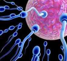 Как да подобрим спермата и да увеличим шансовете за бременност