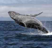 Как китовете умират и защо се случва това? Кой е виновен за смъртта на тези животни?