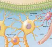 Как е нервната клетка? Клетки на нервната система