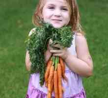 Как да готвя моркови и какво да готвя от него