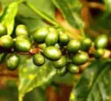 Как да приготвяме зелено кафе за отслабване: правила и съвети