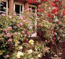 Как да намалите розите през пролетта? Как да отрежете прилепнали рози през пролетта, лятото и…