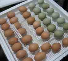 Как да изберем яйце за инкубатор? Полагане на яйца в инкубатора