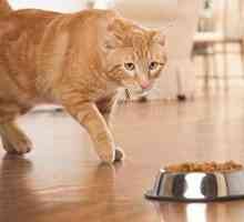Как да изберем качествена храна за големи породи котки?
