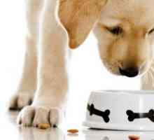 Как да изберем фураж за кученца: рецензии, съвети на животновъдите