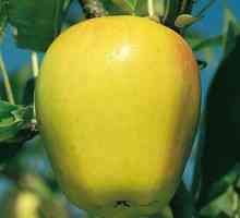 Как изглежда ябълково дърво? Описание на дървото и плодовете