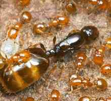 Как изглежда кралицата мравка? Описание и снимка