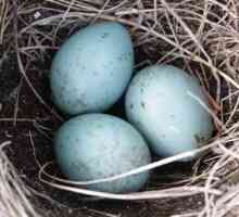 Какви са яйцата на млечните жлези? Изключителен цвят на яйцата на тези пойни птици!