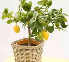 Как да растем лимони у дома: тайните на успеха