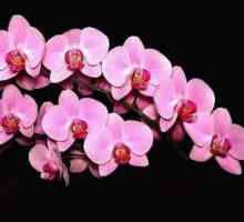 Как да отглеждаме орхидеи у дома? Тайните на грижа за тези изящни цветя