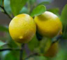 Как да отглеждаме лимон от кост у дома? Стая Лимон: Характеристики на грижата