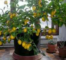 Как да отглеждаме лимон у дома: характеристиките на грижите, състава на почвата, торенето и…