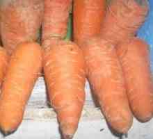 Как да отглеждаме моркови на вашия сайт, така че тя да ви угоди и да изненада други