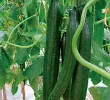 Как да отглеждаме краставици в оранжерия