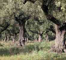 Как да отглеждаме маслиново дърво?