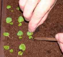 Как да сеят, как да се гмуркат петунии и как да се постигне дълъг и стабилен цъфтеж