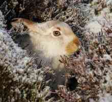 Как се подготвя заекът за зимата, какво прави той, за да оцелее?