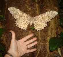 Каква е най-голямата пеперуда в света?