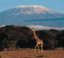 Каква е най-високата планина в Африка? Килиманджаро: описание, снимка