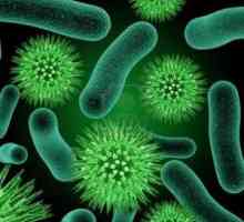 Кои бактерии са патогени? Бактерии и хора