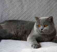 Какви са породите сиви котки?