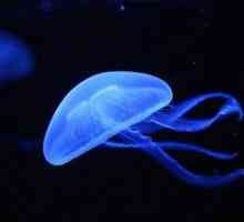 Какви са типовете медузи? Основните сортове морски и сладководни медузи