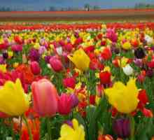 Какви цветя цъфтят през май: списък и снимки