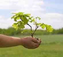 Какви дървета се засаждат през есента? Кои плодни дървета са засадени през есента?